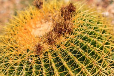 Kahverengi ve sarı çiçekli bir kaktüs. Kaktüs sarı ve kahverengi bir renkle çevrilidir.