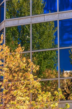 Sarı yapraklı bir ağaç bir binanın pencerelerine yansır. Sükunet ve sükunet kavramı. Ağacın yaprakları değişen mevsime rağmen hâlâ canlı.