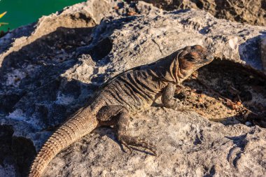 Bir kayanın üzerinde bir kertenkele yatıyor. Kertenkele kahverengi ve siyahtır. Kaya gri.