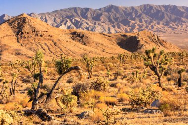 Arkasında birkaç ağaç ve dağ olan bir çöl manzarası. Gökyüzü açık ve güneş parlıyor.