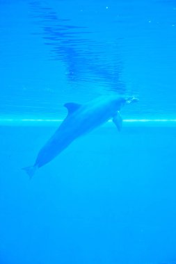 Bir yunus okyanusta yüzüyor. Su berrak ve mavi. Görüntünün odak noktası yunus.