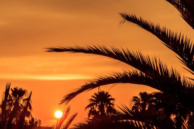 Yaprakları güneşe doğru yayılmış bir palmiye ağacı. Güneş batıyor ve gökyüzü turuncu.