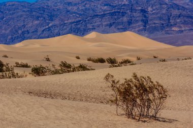 Ortasında yalnız bir ağaç olan bir çöl manzarası. Yalnızlık ve yalnızlık kavramı, ağaç uçsuz bucaksız, boş çölde tek başına dururken