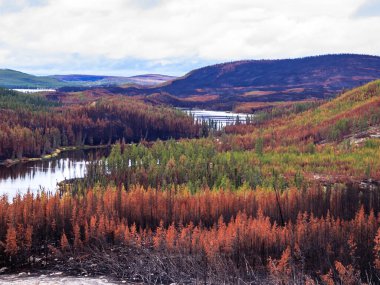 Ortasında nehir, arkasında dağ olan bir orman. Ağaçlar kahverengi ve ölüyor.