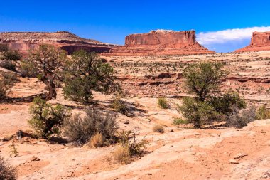Arkasında birkaç ağaç ve dağ olan bir çöl manzarası. Gökyüzü açık ve mavi