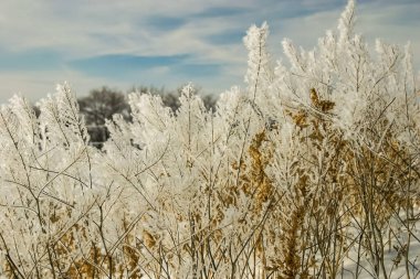Arkasında açık mavi bir gökyüzü olan karla kaplı bir bitki tarlası. Bitkilerin üzerindeki kar sahneyi huzurlu ve huzurlu bir ruh haline sokuyor.