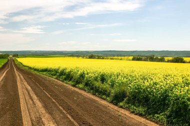 Uçsuz bucaksız sarı çiçeklerin arasından toprak bir yol geçiyor. Yol asfaltsız ve o yakındaki bir kasabaya giden bir köy yolu. Tarla çiçeklerle dolu.
