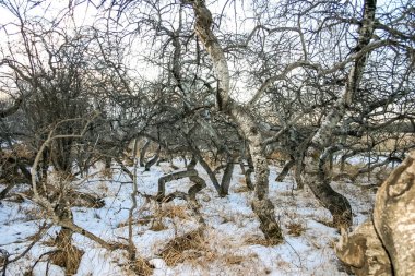 Ölü ağaçlar ve yerde kar olan bir orman. Ağaçlar çıplak ve bükülmüş, ve kar zemini kaplıyor. Manzara kasvetli ve ıssız