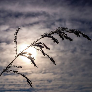 Bitkinin bir dalı bulutlu bir gökyüzüne karşı siluetlenmiştir. Gökyüzü bulutlu ve güneş zar zor görünüyor.