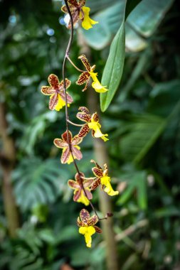 Bir grup sarı ve kahverengi çiçek bir ağaçta asılı. Çiçekler küçük ve ortası kahverengi.