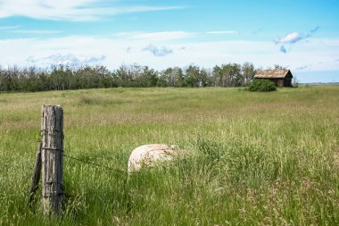 Büyük bir kaya bir tarlanın ortasında oturur. Gökyüzü açık ve güneş parlıyor.