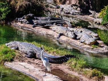 Bir grup timsah suda yatıyor ve bir kuş kıyıda duruyor. Huzurlu ve huzurlu bir sahne.