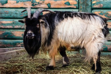 Uzun sakallı ve boynuzlu bir keçi saman tarlasında duruyor. Keçi kameraya bakıyor gibi görünüyor, muhtemelen meraklı ya da tetikte. Sakinlik ve huzur kavramı