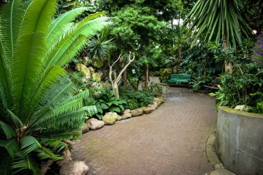 Bahçede, banklı ve palmiyeli bir patika. Yol taşlarla kaplı ve bank yeşil.