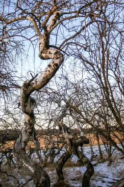 Uzun gövdeli ve dallı bir ağaç karlı bir tarlada gösterilir. Yalnızlık ve sükunet kavramı, ağaç uçsuz bucaksız, boş arazide tek başına dururken...