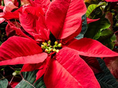 Yeşil yapraklı kırmızı noktalı çiçek. Çiçek görüntünün odak noktasıdır.