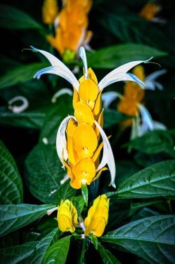 Beyaz yapraklı sarı bir çiçek yeşil bir çalılıktadır. Çiçek yeşil yapraklarla çevrilidir ve görüntünün ana odak noktasıdır.