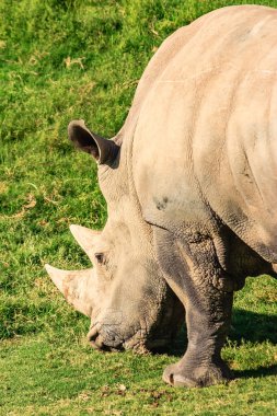 Bir gergedan tarlada ot yiyor. Çimler yeşil, gergedanlar beyaz