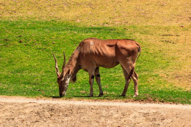 A brown antelope is grazing on the grass in a field. Concept of tranquility and peacefulness, as the animal calmly enjoys its meal in a natural setting clipart