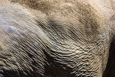 Filin derisi buruşuk ve pürüzlü bir dokusu var. Filin derisi elementlere dayanabildiği ve hayvanı koruyabildiği için dayanıklılık ve direnç kavramı.