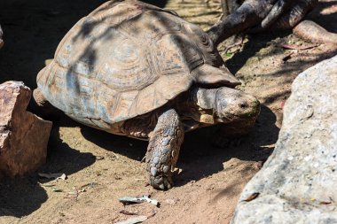 İri bir kaplumbağa yerde yürüyor. Kaplumbağa bir yaprak yiyor. Sahne huzurlu ve sakin.