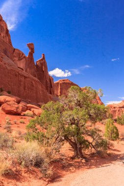 Çölde bir ağaç büyüyor. Gökyüzü mavi ve güneş parlıyor. Çöl kuru ve çoraktır.