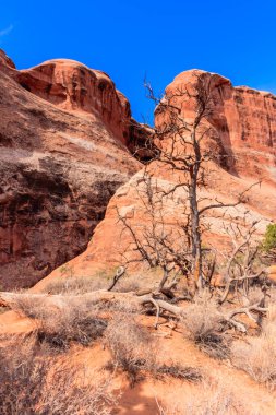Arka planda mavi gökyüzü olan bir ağaç çölde duruyor. Ağaç çıplak ve yaprakları yok.