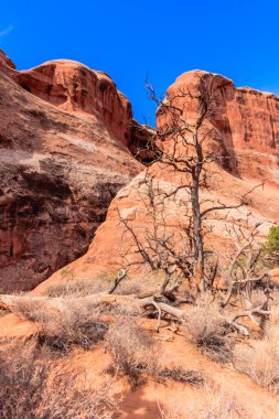 Arka planda mavi gökyüzü olan bir ağaç çölde duruyor. Ağaç çıplak ve yaprakları yok.