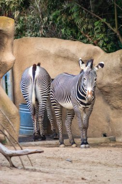 Two zebras standing next to each other in a zoo enclosure. One of the zebras has its back turned clipart