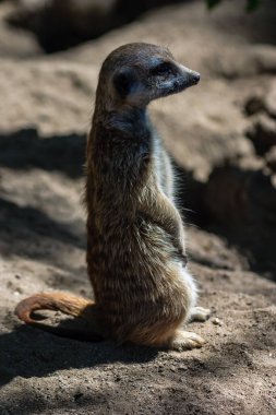 Uzun kuyruklu küçük bir hayvan toprak zeminde duruyor. Hayvan kahverengi ve uzun bir burnu var.