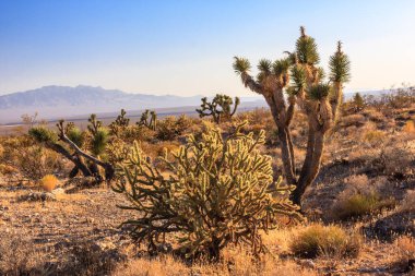 Birkaç kaktüsü ve bir ağacı olan bir çöl manzarası. Gökyüzü mavi ve güneş parlıyor.