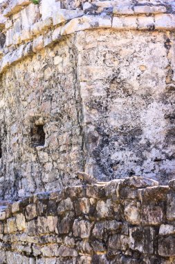 Üzerinde kertenkele olan taştan bir duvar. Kertenkele duvarda bir deliğin yanında.