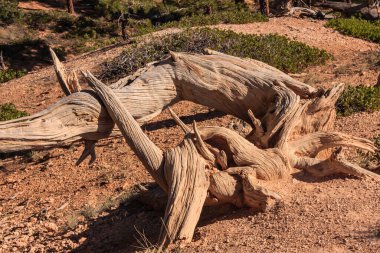 Bryce Canyon Ulusal Parkı, Birleşik Devletler 'in Utah' ın güneybatısında yer almaktadır ve 