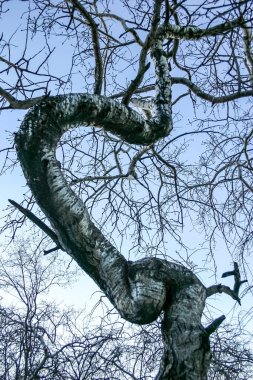 Uzun gövdeli ve kalp şeklinde dalları olan bir ağaç. Gövde bükülmüş ve dallar ince. Gökyüzü açık ve güneş parlıyor.