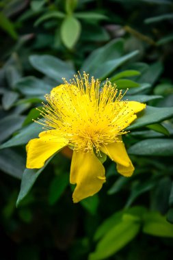 Sarı yapraklı sarı bir çiçek. Çiçek yeşil yapraklarla çevrilidir. Çiçek görüntünün ortasında.