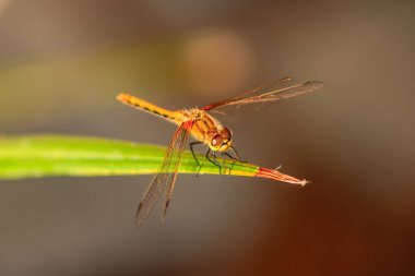Bir yusufçuk bir yaprağa tünemiştir. Yusufçuk kahverengi ve siyah bir kafası var.