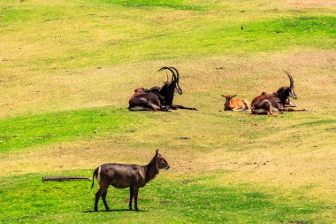 Bir antilop sürüsü çimen tarlasında otluyor. Antiloplardan biri ön planda duruyor ve diğerleri sahanın etrafına dağılmış durumda.