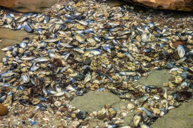 Kumsalda deniz kabuğu ve kaya yığını. Kabuklar yere saçılmış ve kayalar arka planda birikmiş. Sahne kaos ve kargaşa hissi veriyor.