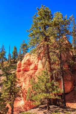Bryce Canyon Ulusal Parkı, Birleşik Devletler 'in Utah' ın güneybatısında yer almaktadır ve 