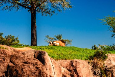 Çimenli bir yamaçta bir keçi bir ağacın yanında yatıyor. Gökyüzü açık ve mavi, sahne huzurlu ve huzurlu.