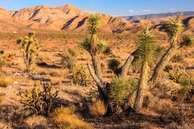 Ortasında yalnız bir ağaç olan bir çöl manzarası. Ağaç kuru ot ve kayalarla çevrilidir. Gökyüzü açık ve güneş ışıl ışıl parlıyor. Yalnızlık ve yalnızlık kavramı