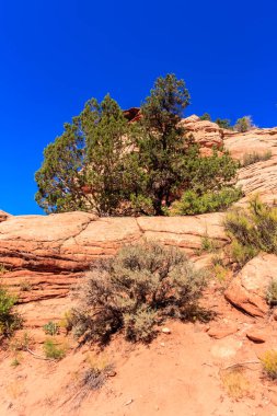 Kayalık bir yamaçta bir ağaç büyüyor. Ağaç kayalar ve toprakla çevrili ve gökyüzü açık ve mavidir. Sahnenin huzurlu ve huzurlu bir havası var, ağaç dimdik ayakta.