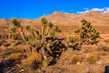 İki kaktüsü ve kayalık arazisi olan bir çöl manzarası. Gökyüzü mavi ve güneş ışıl ışıl parlıyor