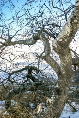 Bir sürü dalı ve ağaç kabuğuyla kaplı gövdesi olan bir ağaç. Gökyüzü mavi ve güneş batıyor.