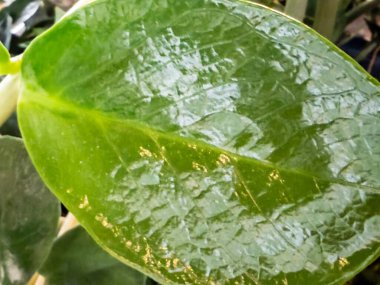 Parlak yüzeyi olan yeşil yapraklı bir bitki. Yaprak büyük ve parlak bir dokusu var.