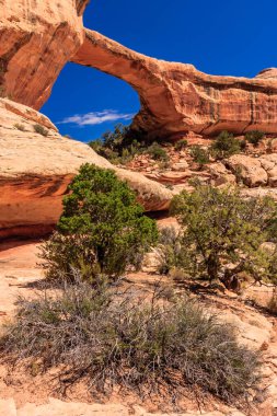 Natural Bridges National Monument, Utah 'ta bulunan ABD Ulusal Anıtı. Owachomo buradaki üç doğal köprünün en küçüğü ve en zayıfıdır ve yaygın olarak en yaşlı olduğu düşünülür..
