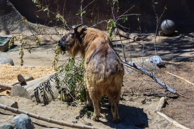 Kahverengi bir hayvan ağaçtan yapraklar yiyor. Hayvan bir hayvanat bahçesi muhafazasında. Kaplama ahşap ve çamurdan yapılmıştır.