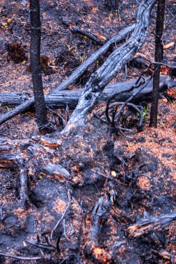 Bir orman yangını büyük bir ağaç alanını yaktı. Toprak kül ve molozla kaplı, ağaçlar kömürleşmiş ve kararmış. Sahne ıssız ve çorak, yaşam belirtisi yok.