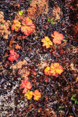Yerde bir sürü yaprak var, bazıları turuncu. Yapraklar her yere saçılmış.