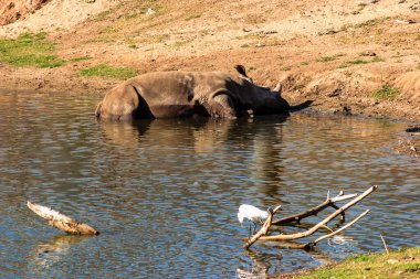 Suda bir gergedan yatıyor ve yakınlarda bir kuş duruyor. Sahne huzurlu ve huzurlu. Gergedan ve kuş suyun tadını çıkarıyor.
